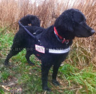 Blindenhundgeschirr aus schwarzem Nylon für Labrador und Ähnliche Hunderassen