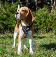 Einzigartiges Ledergeschirr für Beagle mit Spikes