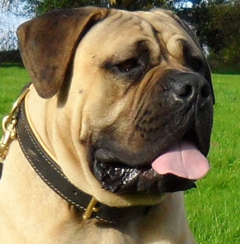 Nappa-padded leather dog collar