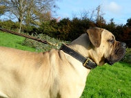 Hundeleine für Boerboel Training mit zusätzlichem Griff