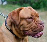 Leder Halsband für Bordeauxdogge mit ID-Tag