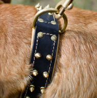 Halsband für Bordeauxdogge mit Nappapolsterung & Spikes