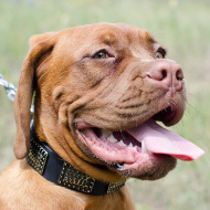 Halsband für Bordeauxdogge aus Leder