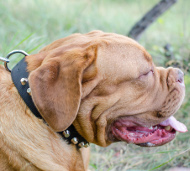 Nylonhalsband mit Pyramiden für Bordeauxdogge