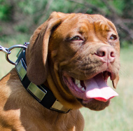 Hundehalsband mit Platten Breit für Bordeauxdogge