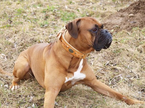 Boxer Collar Exclusive Braided