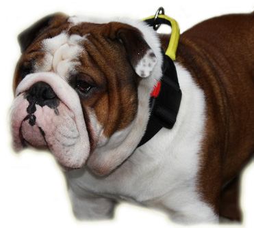 Bulldogge Hundehalsband mit patentiertem Verschluss