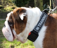 New Nylon K9 Dog Collar with Patches for English Bulldog