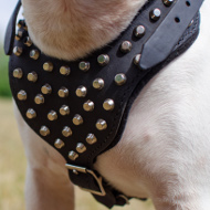 Harness for Bull Terrier Leather Exclusive with Pyramids