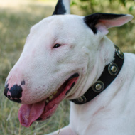 Halsband Leder für Bullterrier mit Konchen ❁❁❁