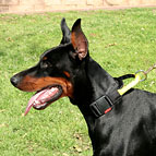 Nylon Dobermann Hundehalsband mit Verschluss und dem Griff