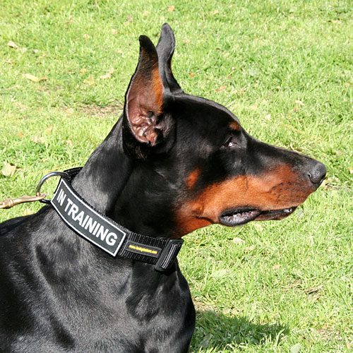 Dog Collar with Patches for Doberman