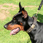 Bestseller Dobermann Halsband Leder mit Nieten und Schmuck