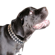 Neu Cane Corso Hundehalsband Leder mit quadratischen Nieten