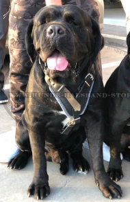 Mehrzweckiges Ledergeschirr für Cane Corso