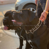 Originelles Cane Corso Lederhalsband mit Pyramiden