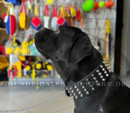 Extra breites Pyramiden Lederhalsband für Cane Corso