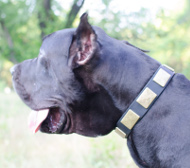 Hunde Halsband Leder für Deutsche Dogge mit Großen Platten ⑤