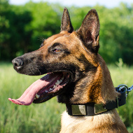 Leather Dog Collar for Malinois with Large Rectangular Plates