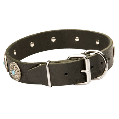 Akita Collar Exclusive