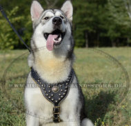 Alaskan Malamute edles Nietegeschirr aus Leder