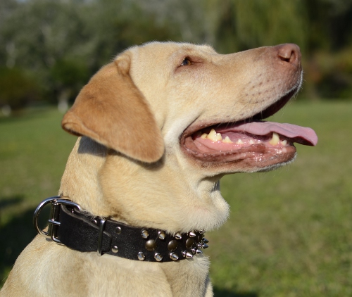 Design Dog Collar Leather Labrador