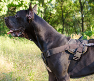 Hunde Geschirr für Sport Deutsche Dogge- Bestseller!