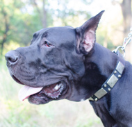 Halsband Nieten für Deutsche Dogge Luxus