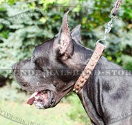 Deutsche Dogge ledernes Halsband mit Nieten und Pyramiden