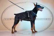 Geschirr k9 für Dobermann