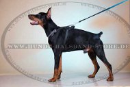 Dobermann K9 Ledergeschirr Gepolstert