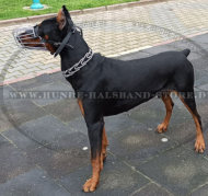 Dobermann bester Drahtmaulkorb für Allwetter