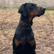 Dobermann Lederhalsband mit vernickelten Nieten