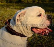 Enges Halsband mit Flechten für amerikanische Bulldogge