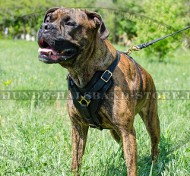 Praktisches Ledergeschirr für Deutscher Boxer