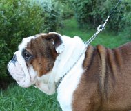 Choke dog collar for English Bulldog 4mm, Herm Sprenger