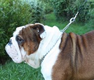 Kettenhalsband für Englische Bulldogge