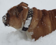 Leather Spiked and Studded Dog Collar 3 Rows