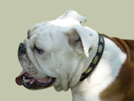 Englische Bulldogge exkluisves Platten Lederhalsband