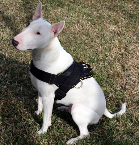 Bullterrier Hundegeschirr, Brustgeschirr Bullterrier,
K9, Nylon Geschirr K9