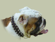 Hundehalsband aus Leder mit 2-reihigen Spikes - zum Schließen ins Bild klicken