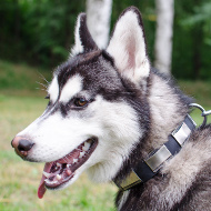 Platten Halsband für Hund