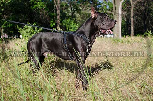Design Leather Harness for Great Dane 