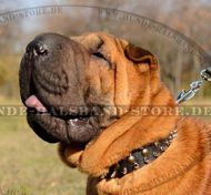 Hundehalsband Leder für Shar-Pei mit Nieten