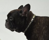 Lederhalsband für Französische Bulldogge Originell