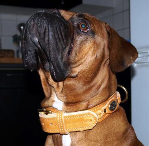 Boxer Collar Leather Braided and Padded