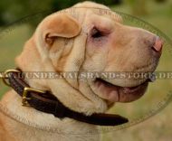 Shar-Pei Lederhalsband einzigartiges Design