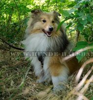 Bestseller-Gepolstertes Brustgeschirr für Sheltie