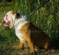 Schnee-weißes Lederhalsband mit Schmuck für Engl.Bulldogge Schnee-weißes Lederhalsband mit Schmuck für Engl.Bulldogge