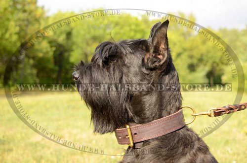 Wide Leather Collar for Giant Schnauzer